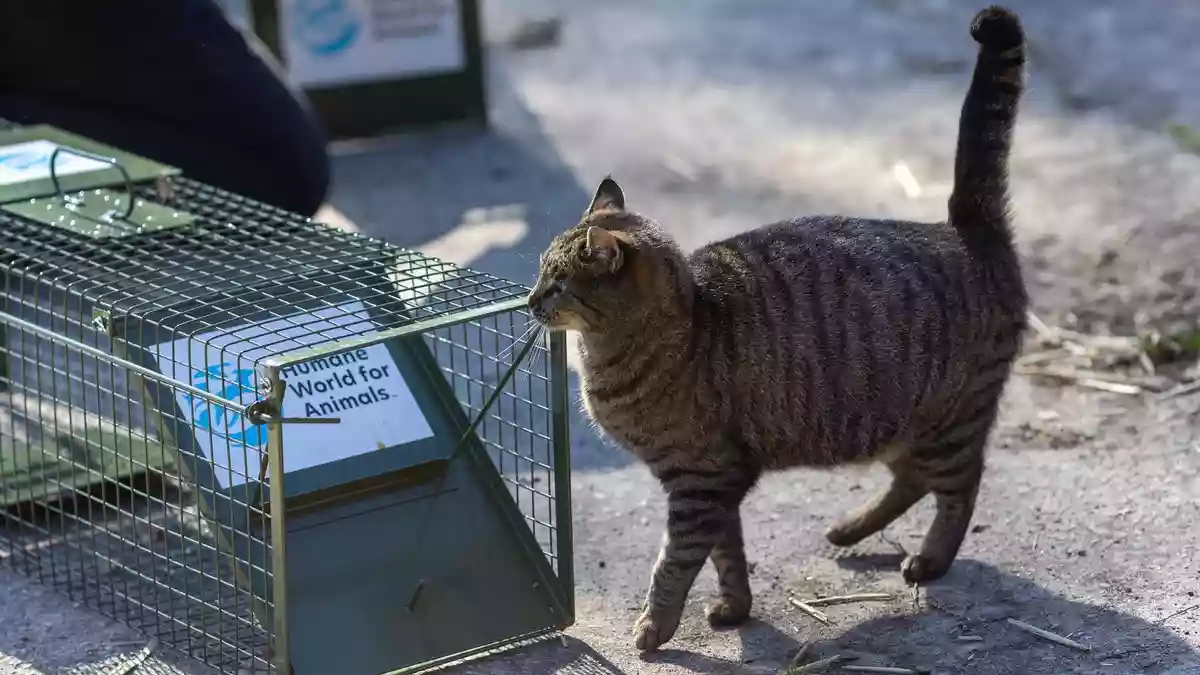 Millionen Straßenkatzen leiden: Auch Tierärzt*innen fordern Kastrationspflicht für Freigänger-Katzen - Bild: presseportal.de
