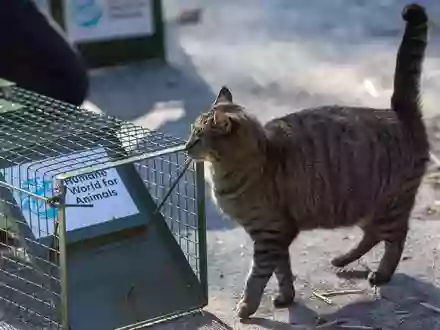 Millionen Straßenkatzen leiden: Auch Tierärzt*innen fordern Kastrationspflicht für Freigänger-Katzen - Foto: presseportal.de