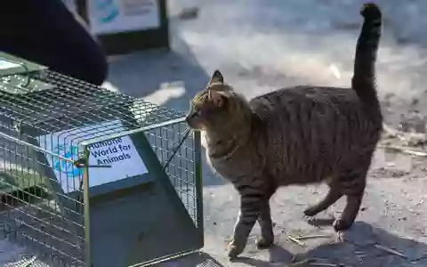 Millionen Straßenkatzen leiden: Auch Tierärzt*innen fordern Kastrationspflicht für Freigänger-Katzen - Foto: presseportal.de