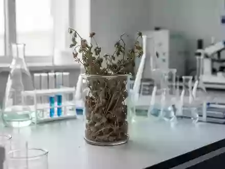 Ein steriler Labortisch mit Glasbechern und getrockneten Pflanzenproben in einer medizinischen Umgebung. - Foto: über boerse-global.de