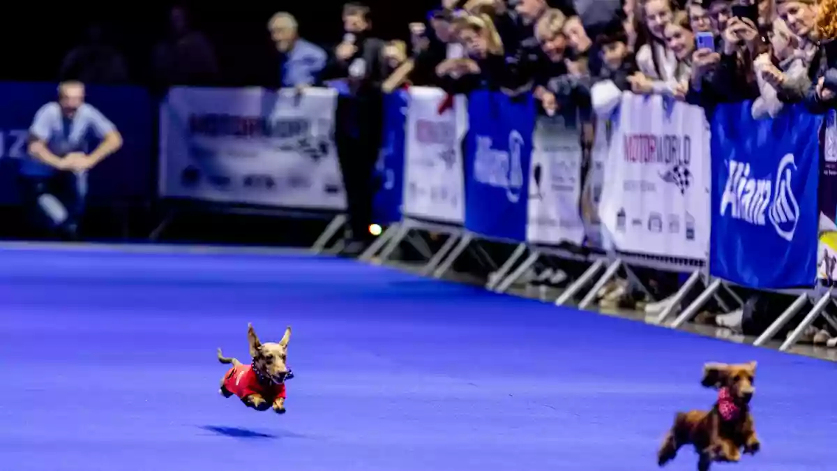 DogWorld wächst: Zürich 2027, neues Themenfeld DogLifeBalance und ein eigener Podcast - Bild: presseportal.de