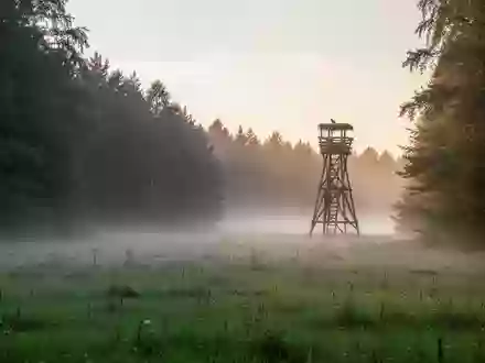 Morgendliche Wiesenlandschaft mit einem hohen Nistplatz für Greifvögel am Waldrand bei natürlichem Licht. - Foto: über boerse-global.de
