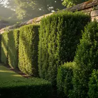 Eine gepflegte Hecke entlang einer steinernen Grundstücksgrenze bei natürlichem Morgenlicht. - Foto: über boerse-global.de