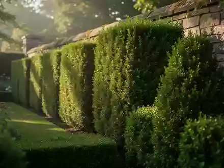 Eine gepflegte Hecke entlang einer steinernen Grundstücksgrenze bei natürlichem Morgenlicht. - Foto: über boerse-global.de