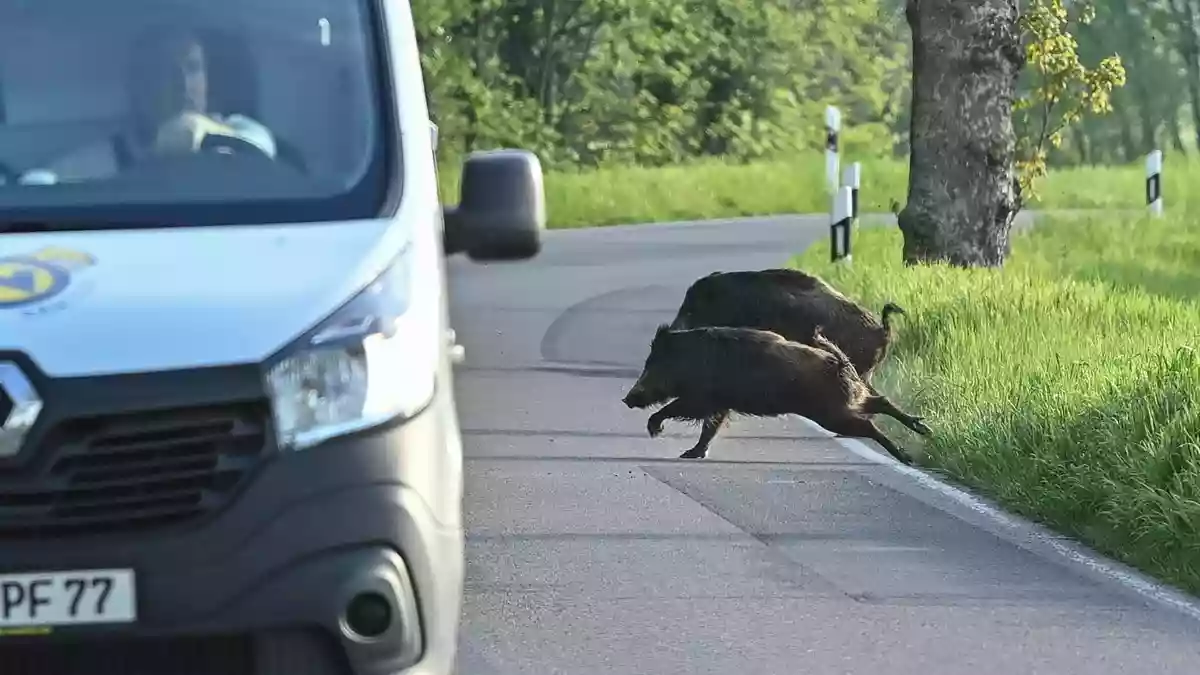 Nicht nur für die Tiere, auch für Autofahrer können Zusammenstöße gefährlich werden. (Symbolbild) - Bild: Patrick Pleul/dpa-Zentralbild/dpa