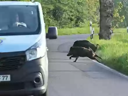 Nicht nur für die Tiere, auch für Autofahrer können Zusammenstöße gefährlich werden. (Symbolbild) - Foto: Patrick Pleul/dpa-Zentralbild/dpa