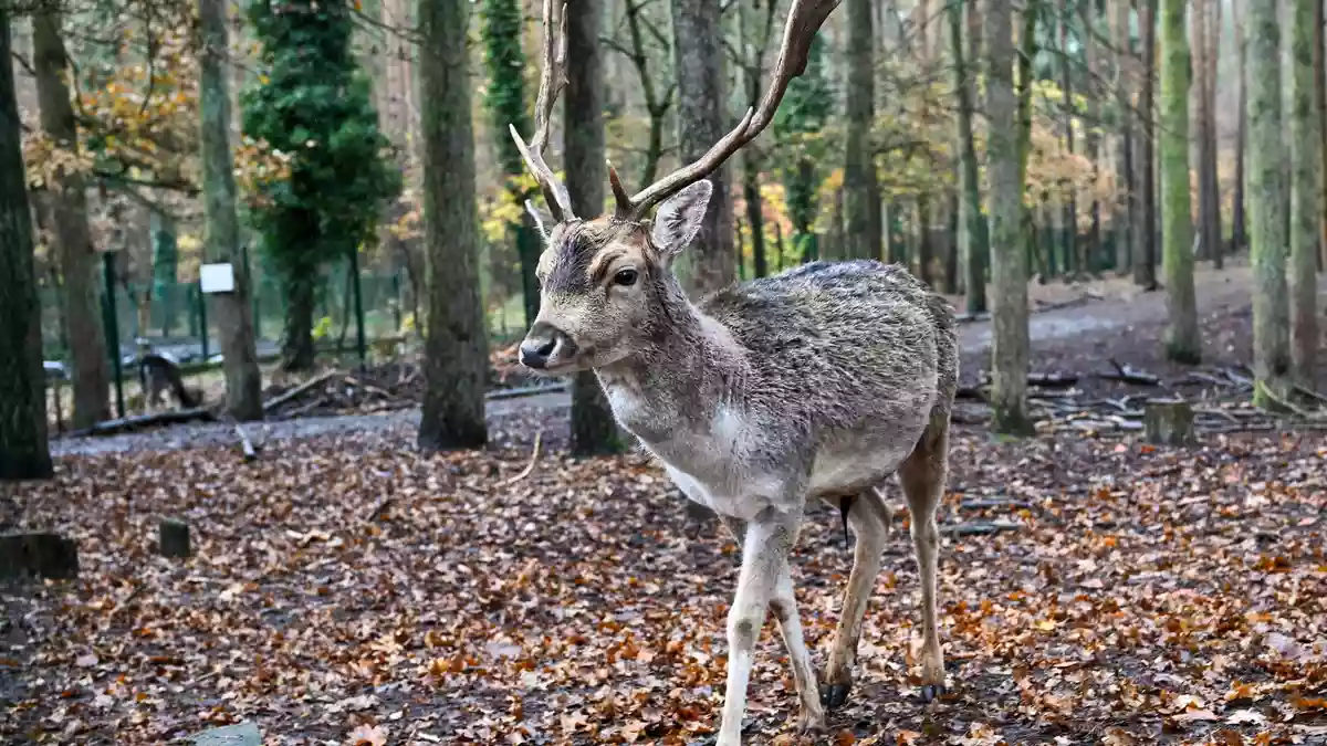 Im Sommer haben die Tiere weiße Flecken auf dem Fell, im Winter sind diese kaum sichtbar. (Symbolbild) - Bild: Jens Kalaene/dpa