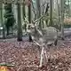 Im Sommer haben die Tiere weiße Flecken auf dem Fell, im Winter sind diese kaum sichtbar. (Symbolbild) - Bild: Jens Kalaene/dpa