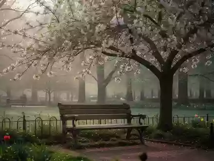 Symbolbild: Parkbank unter einem blühenden Baum - Foto: über boerse-global.de