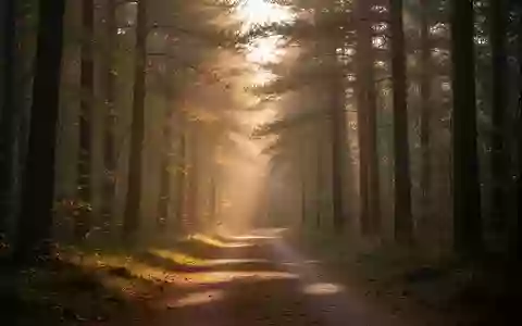 Ein ruhiger Waldweg im sanften Licht der Abendsonne, der Ruhe und Erholung symbolisiert. - Foto: über boerse-global.de