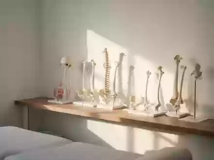 Anatomische Knochenmodelle in einem hellen, klinischen Untersuchungsraum bei natürlichem Lichteinfall. - Foto: über boerse-global.de