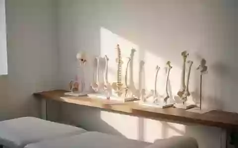 Anatomische Knochenmodelle in einem hellen, klinischen Untersuchungsraum bei natürlichem Lichteinfall. - Foto: über boerse-global.de