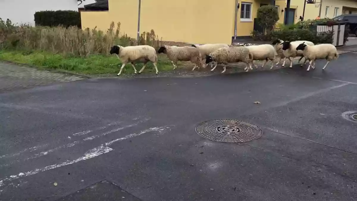 FFW Bornheim: Weltkriegsbombe am Rhein in Bornheim-Widdig gefunden - Evakuierungsmaßnahmen laufen - Bild: Feuerwehr Bornheim, presseportal.de