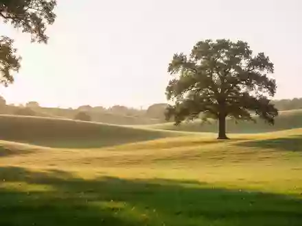 Eine friedliche, sonnendurchflutete Parklandschaft mit sanften grünen Hügeln und einem einzelnen Baum bei Sonnenuntergang. - Foto: über boerse-global.de