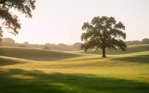 Eine friedliche, sonnendurchflutete Parklandschaft mit sanften grünen Hügeln und einem einzelnen Baum bei Sonnenuntergang. - Foto: über boerse-global.de