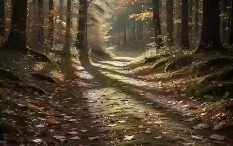 Ein geschlängelter Waldweg im herbstlichen Licht als Symbol für Bewegung und Prävention. - Foto: über boerse-global.de