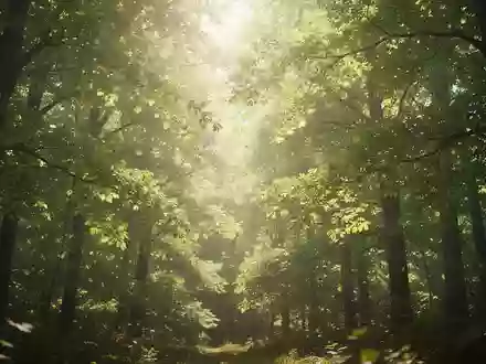 Sonnenlicht fällt durch ein Blätterdach in einem Wald und symbolisiert Vitalität und langfristige Gesundheit. - Foto: über boerse-global.de