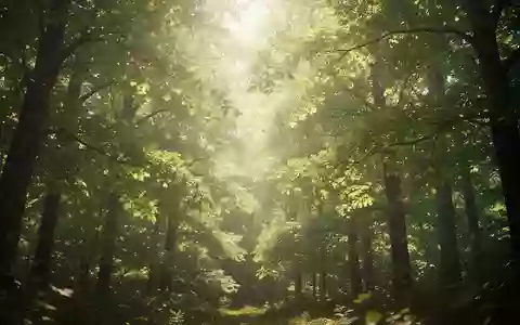 Sonnenlicht fällt durch ein Blätterdach in einem Wald und symbolisiert Vitalität und langfristige Gesundheit. - Foto: über boerse-global.de