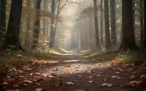 Ein ruhiger, sonnendurchfluteter Waldweg im Herbst, der als Metapher für körperliche Aktivität und geistige Gesundheit dient. - Foto: über boerse-global.de