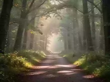 Ein leerer Waldweg im Morgenlicht, der durch einen grünen Wald führt. - Foto: über boerse-global.de