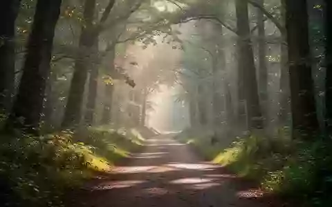 Ein leerer Waldweg im Morgenlicht, der durch einen grünen Wald führt. - Foto: über boerse-global.de