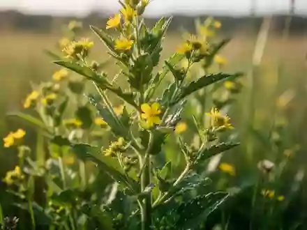 Detailaufnahme einer Heilpflanze mit grünen Blättern und kleinen gelben Blüten in einer natürlichen Wiesenlandschaft. - Foto: über boerse-global.de