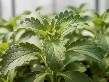 Detailaufnahme der Blätter einer Stevia rebaudiana Pflanze in einem Gewächshaus. - Foto: über boerse-global.de