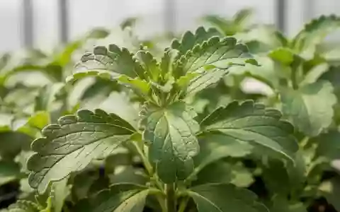 Detailaufnahme der Blätter einer Stevia rebaudiana Pflanze in einem Gewächshaus. - Foto: über boerse-global.de