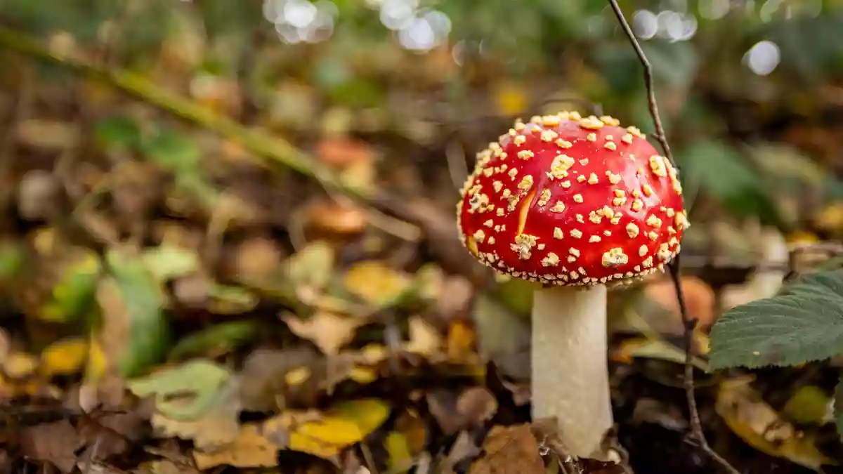 Nicht jeder giftige Pilz ist so einfach zu erkennen wie der Fliegenpilz. - Bild: Christoph Reichwein/dpa