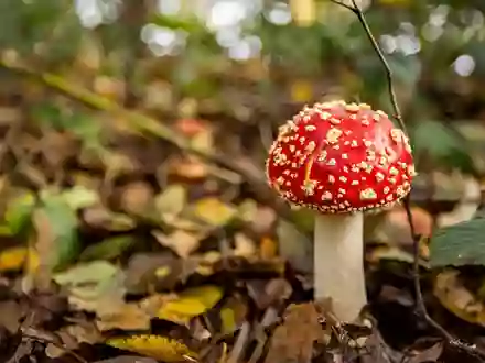 Nicht jeder giftige Pilz ist so einfach zu erkennen wie der Fliegenpilz. - Foto: Christoph Reichwein/dpa