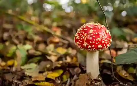 Nicht jeder giftige Pilz ist so einfach zu erkennen wie der Fliegenpilz. - Foto: Christoph Reichwein/dpa