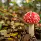 Nicht jeder giftige Pilz ist so einfach zu erkennen wie der Fliegenpilz. - Bild: Christoph Reichwein/dpa