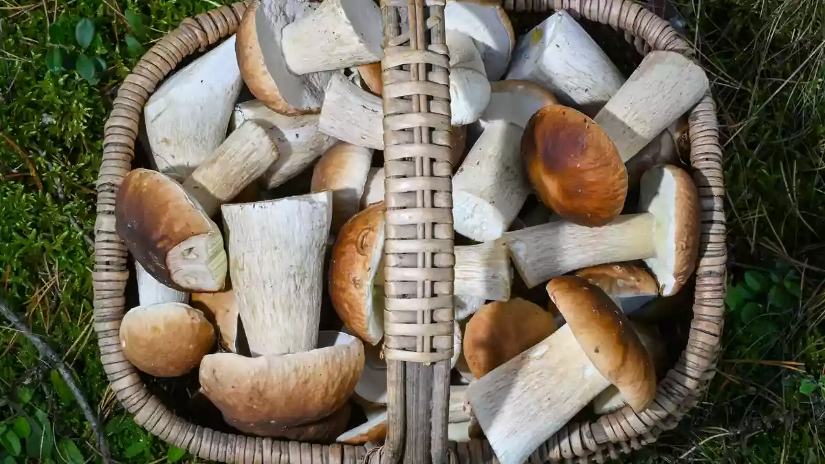 Pilzesammeln erfreut sich als Beschäftigung im Herbst großer Beliebtheit: Mittlerweile gibt es sogar selbst ernannte Pilz-Influencer. - Bild: Patrick Pleul/dpa