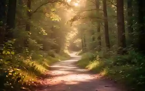 Ein sonnendurchfluteter Waldweg als Symbol für Bewegung und Gesundheit während der Wechseljahre. - Foto: über boerse-global.de