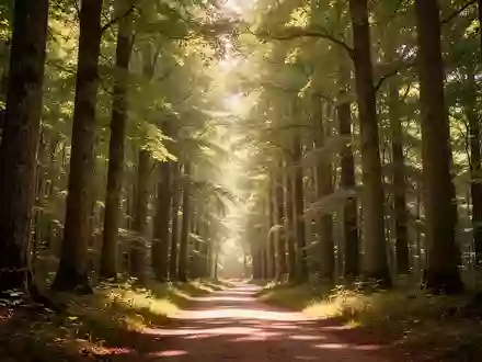 Ein ruhiger Waldweg, der von Sonnenlicht durchflutet wird, als Symbol für langfristige Gesundheit und Vitalität. - Foto: über boerse-global.de