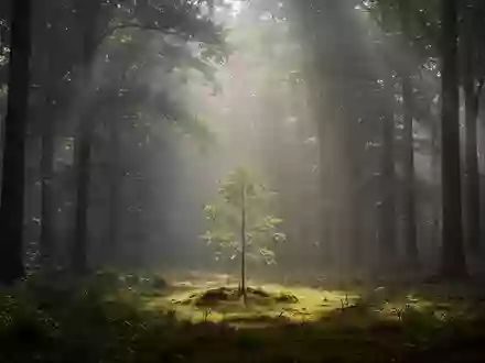 Ein ruhiger Wald bei Morgenlicht, der Stabilität und Wachstum in einer herausfordernden Umgebung symbolisiert. - Foto: über boerse-global.de