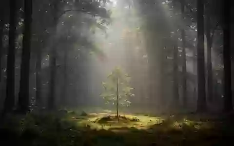 Ein ruhiger Wald bei Morgenlicht, der Stabilität und Wachstum in einer herausfordernden Umgebung symbolisiert. - Foto: über boerse-global.de
