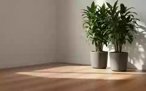 Ein minimalistischer, lichtdurchfluteter Büroraum mit einer großen Pflanze und weichen Schatten auf dem Boden. - Foto: über boerse-global.de