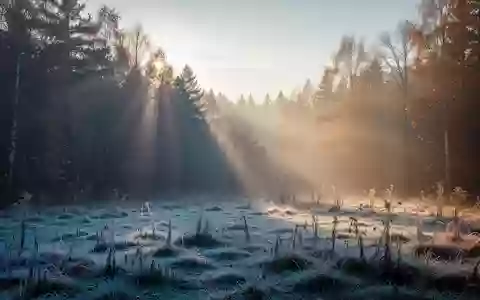 Eine neblige, frostige Waldlandschaft bei Sonnenaufgang, die die Auswirkungen von Kälte auf die Umgebung verdeutlicht. - Foto: über boerse-global.de