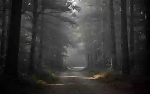 Ein ruhiger, bewaldeter Pfad bei sanftem Morgenlicht in einer minimalistischen Naturlandschaft. - Foto: über boerse-global.de