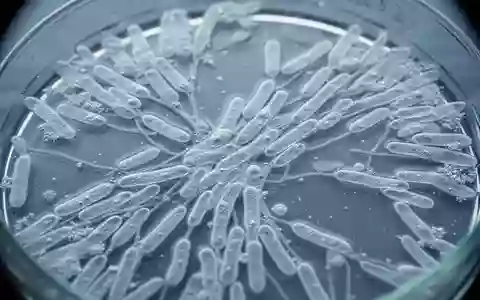 Mikroskopische Aufnahme einer Zellkultur mit Muskelvorläuferzellen in einer Petrischale. - Foto: über boerse-global.de