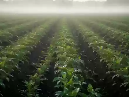 Ein weites, saftig grünes Feld mit ordentlichen Pflanzenreihen und fruchtbarem Boden in der Morgendämmerung. - Foto: über boerse-global.de