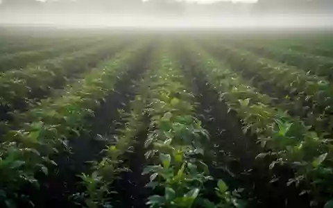 Ein weites, saftig grünes Feld mit ordentlichen Pflanzenreihen und fruchtbarem Boden in der Morgendämmerung. - Foto: über boerse-global.de