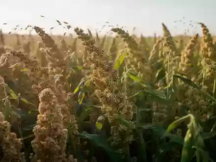 Ein sonnendurchflutetes Feld mit Quinoapflanzen und Soja unter freiem Himmel. - Foto: ĂĽber boerse-global.de