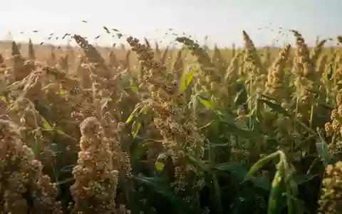 Ein sonnendurchflutetes Feld mit Quinoapflanzen und Soja unter freiem Himmel. - Foto: über boerse-global.de
