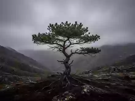 Eine einsame, wettergegerbte Kiefer in einer kargen, windigen Berglandschaft unter einem schweren, grauen Himmel. - Foto: über boerse-global.de