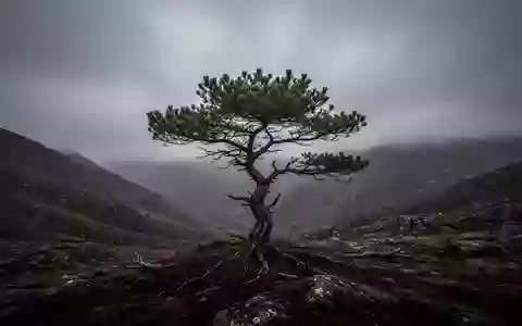 Eine einsame, wettergegerbte Kiefer in einer kargen, windigen Berglandschaft unter einem schweren, grauen Himmel. - Foto: über boerse-global.de