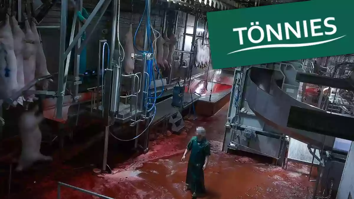 Erstmals Schockbilder aus Tönnies-Schlachthof / Versteckte Kameras zeigen Schweine in Höllenqualen - Bild: presseportal.de
