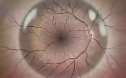 Detailaufnahme der komplexen Gefäßstrukturen im menschlichen Auge zur Untersuchung retinaler Biomarker. - Foto: über boerse-global.de