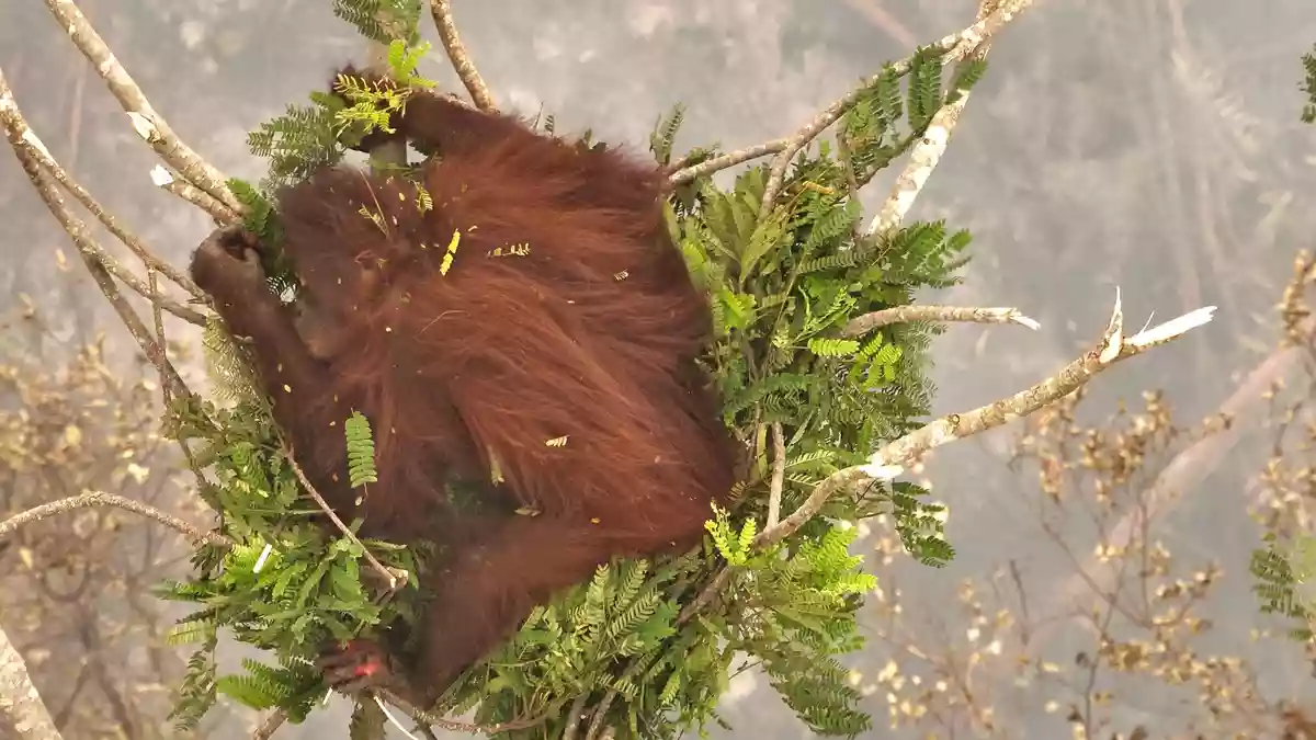 Ein Orang-Utan-Weibchen klammert sich während eines Waldbrandes an eine Baumkrone.  - Bild: -/Borneo Orangutan Survival/dpa